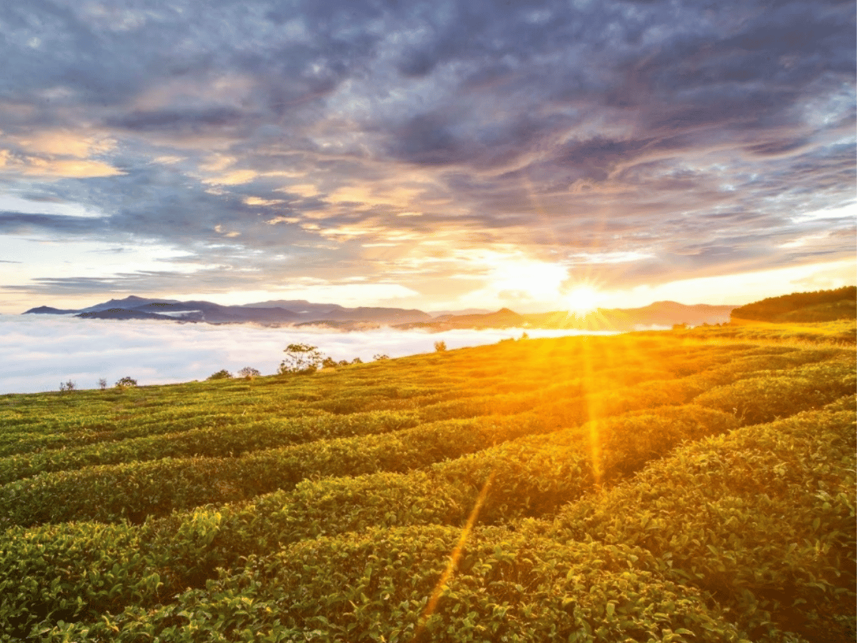 doi-che-cau-dat-da-lat