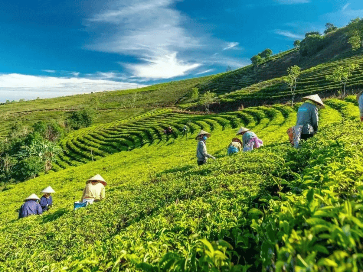 doi-che-cau-dat-da-lat